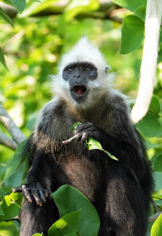 White-Headed Langur National Nature Reserve