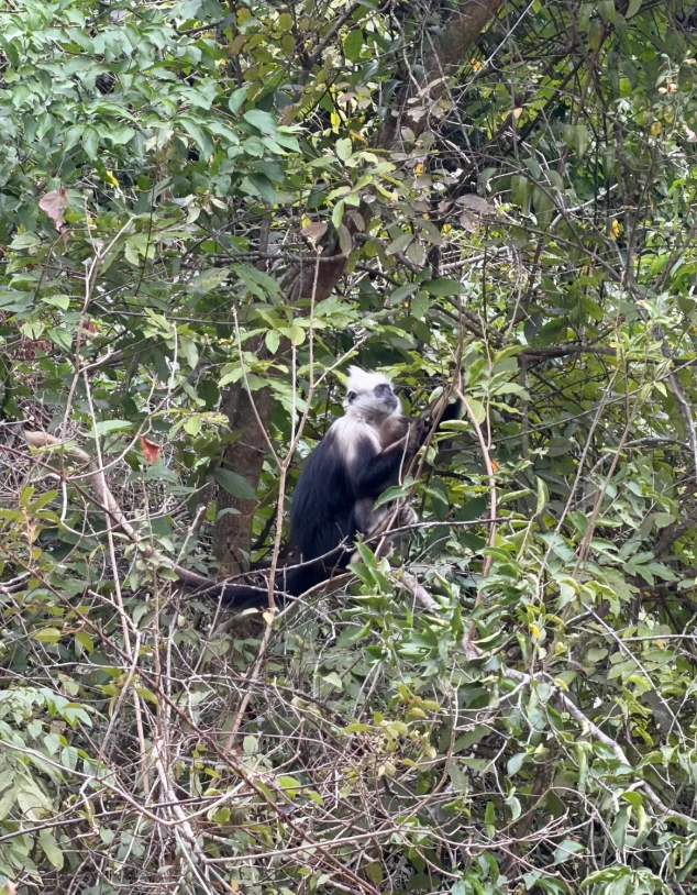 Chongzuo white-headed langur tour