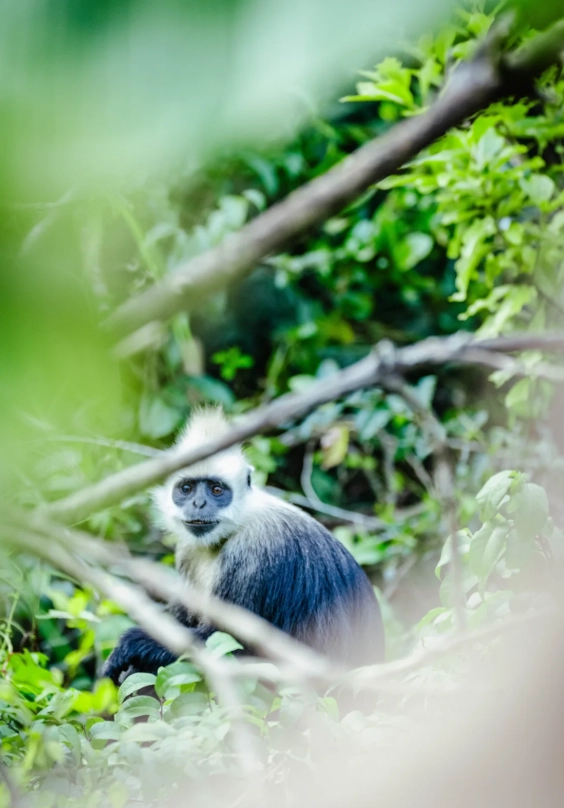 how to see white-headed langur
