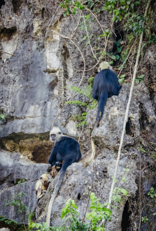 chongzuo white-headed langur