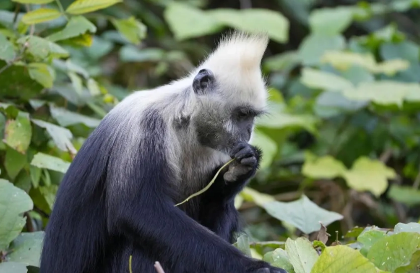 White-Headed Langur National Nature Reserve