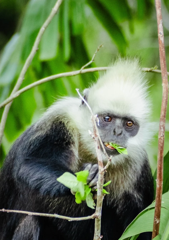 white-headed langur national nature reserve