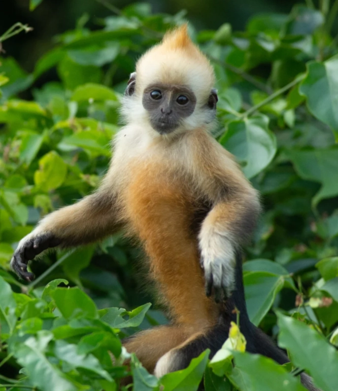 langur watching tips