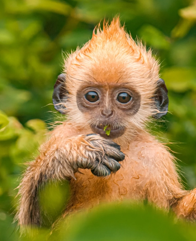 Chongzuo wildlife tour