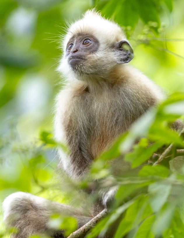 how long to spend at white-headed langur national nature reserve