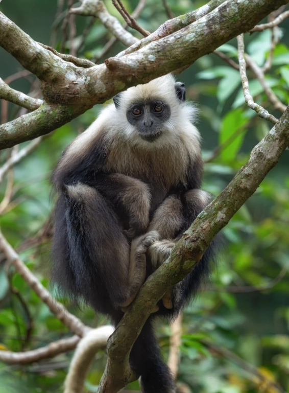 white-headed langur national nature reserve tickets white-headed langur national nature reserve tickets