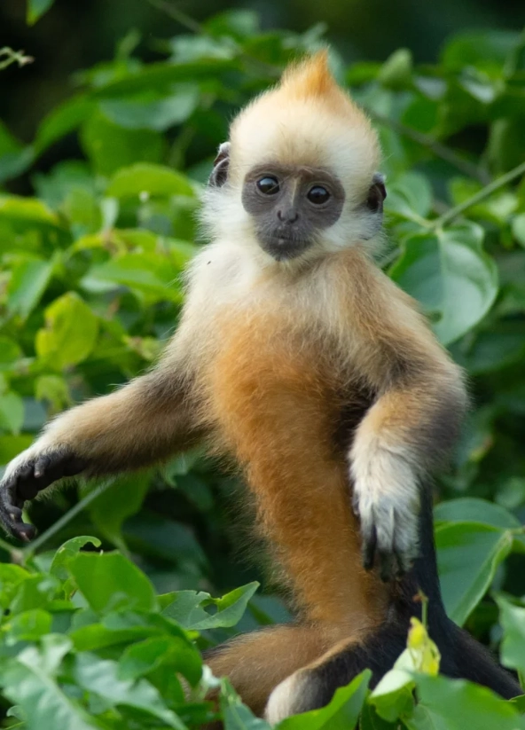 chongzuo white-headed langur tour