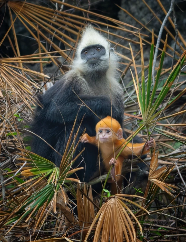 how to see white-headed langur