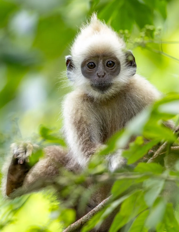 white-headed langur tour from chongzuo