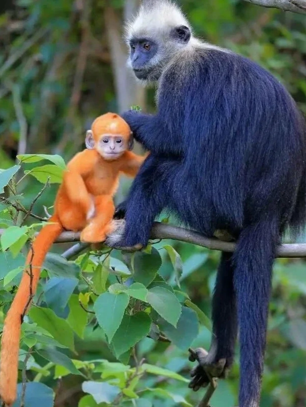 how long to spend at white-headed langur national nature reserve