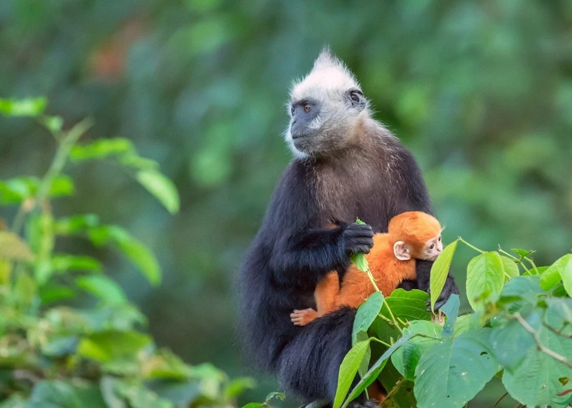 white-headed langur reserve visiting hours