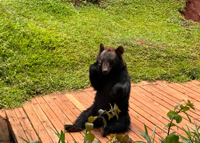 tropical wildlife park Hainan tropical wildlife park Hainan