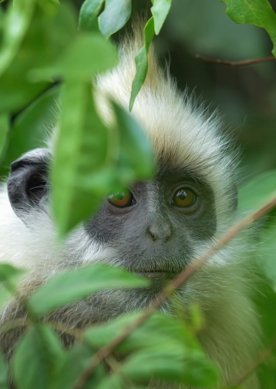 white-headed langur national nature reserve tickets white-headed langur national nature reserve tickets