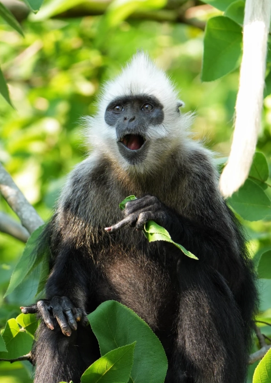 white-headed langur viewing chongzuo