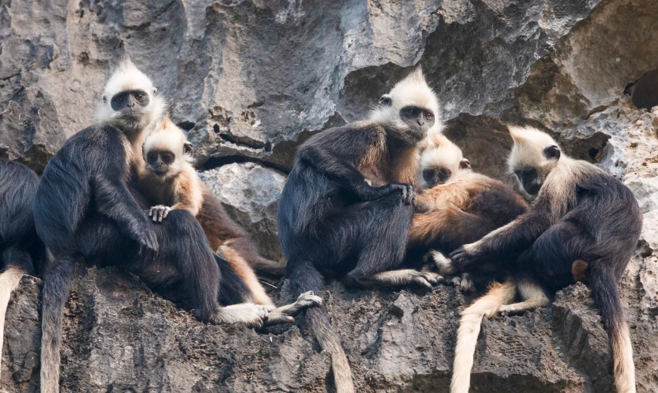 how to see white-headed langurs