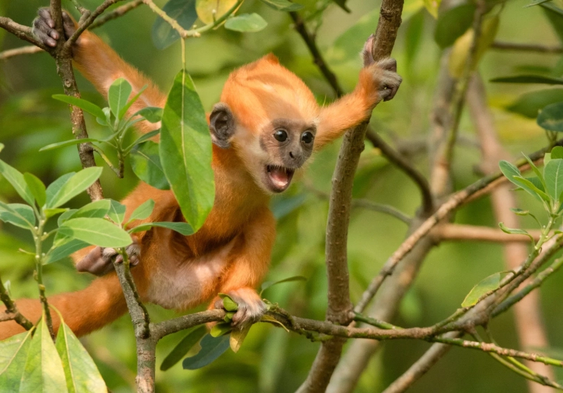 white-headed langur national nature reserve opening hours