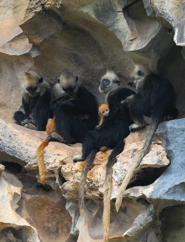 wildlife watching in Guangxi