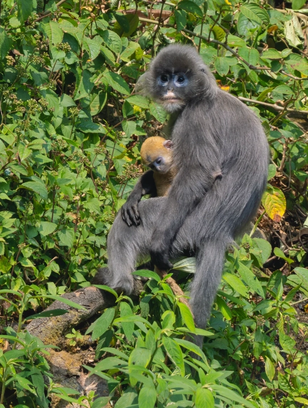 White-headed Langur tour