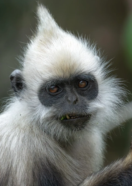 white-headed langur nature reserve booking white-headed langur nature reserve booking