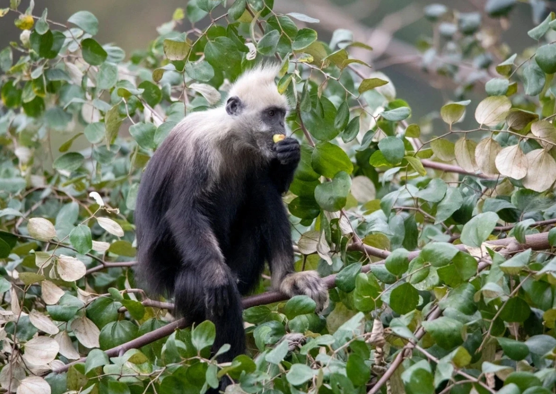 white-headed langur national nature reserve half day