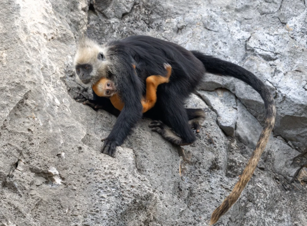 white-headed langur nature reserve booking white-headed langur nature reserve booking