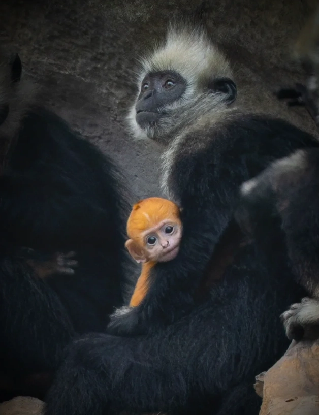White-headed Langur wildlife spotting