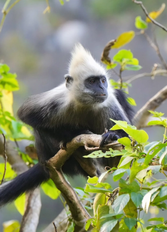 White-headed Langur National Nature Reserve