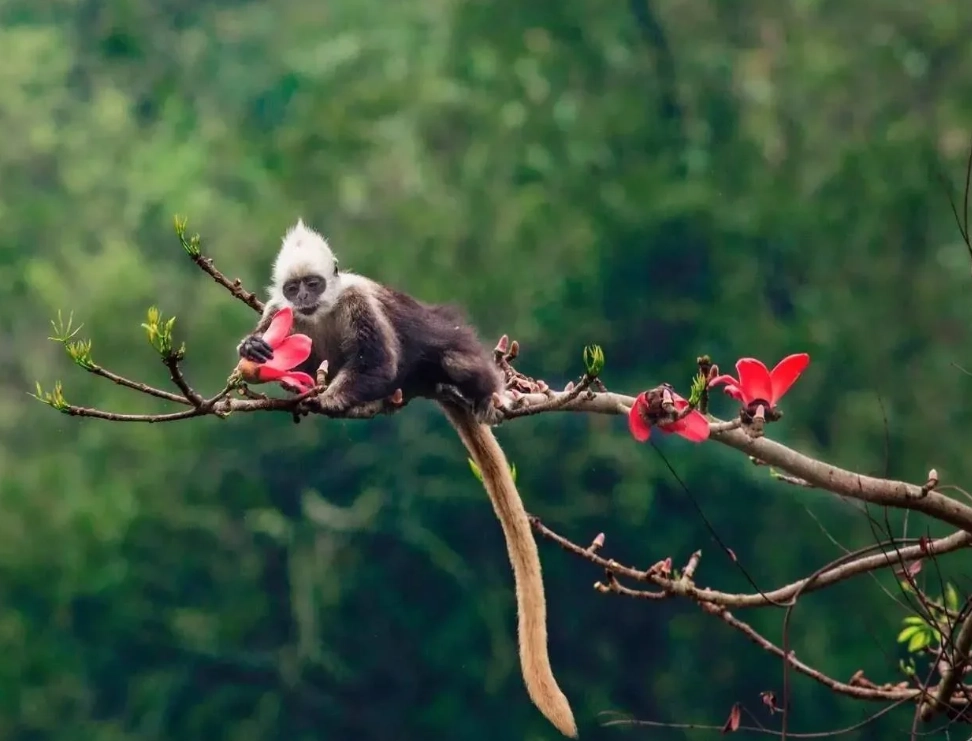 best time to visit white-headed langur reserve