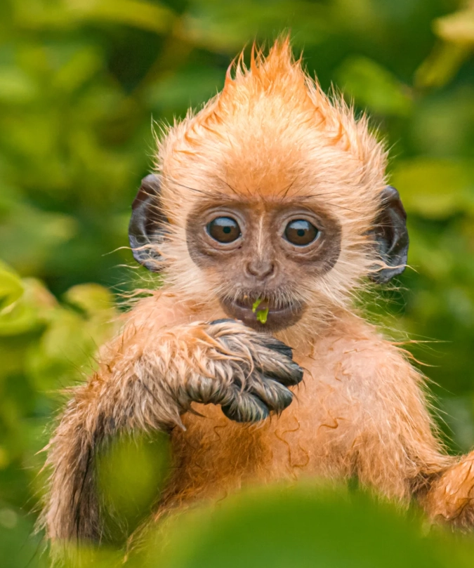 white-headed langur reserve visiting times
