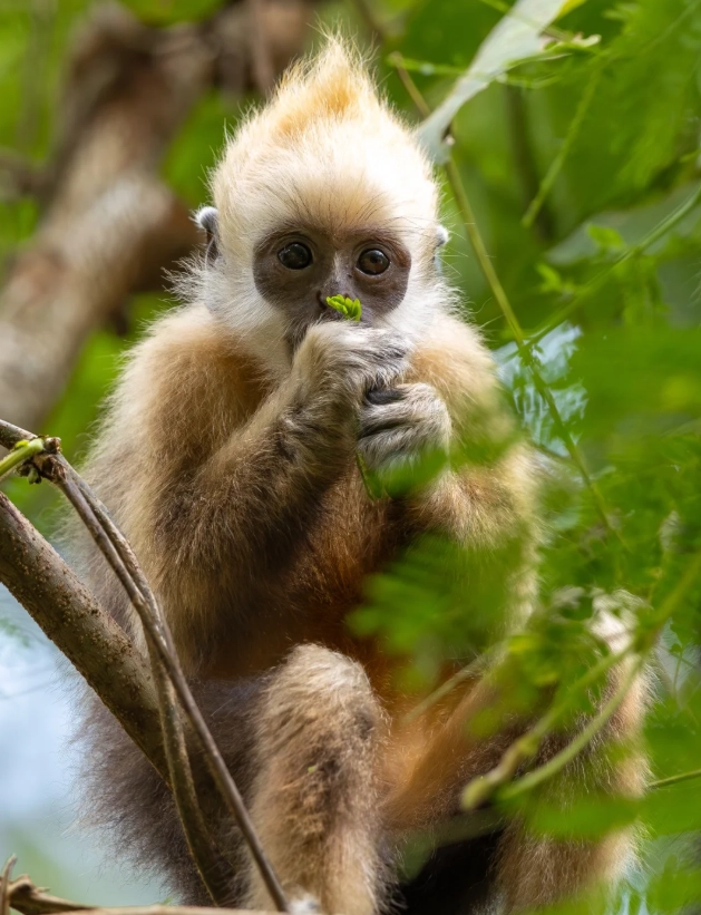 white-headed langur reserve visiting hours
