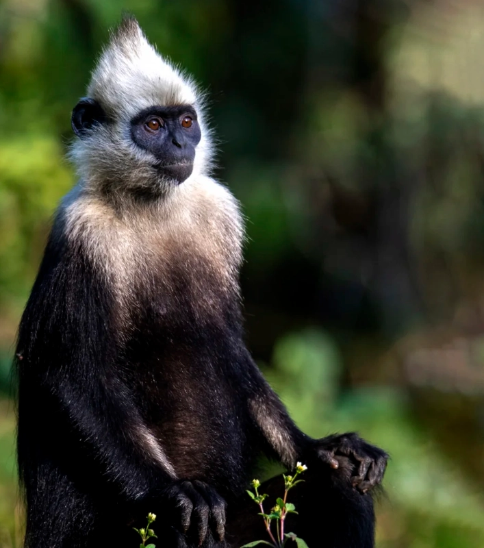 white-headed langur reserve tickets