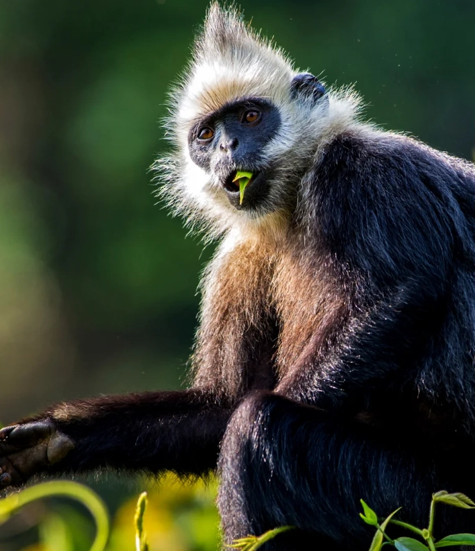white-headed langur photography tips