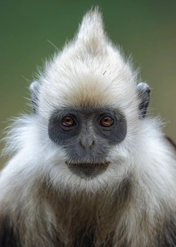 visit white-headed langur reserve china visit white-headed langur reserve china