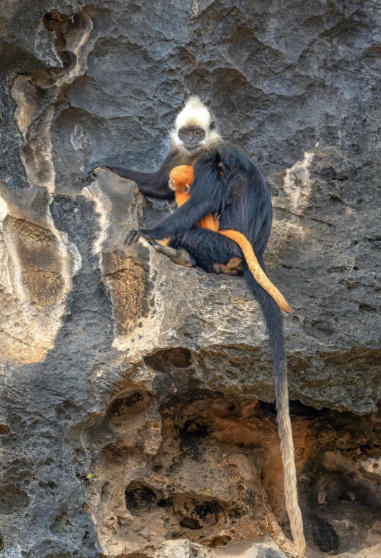 visit white-headed langur reserve china visit white-headed langur reserve china