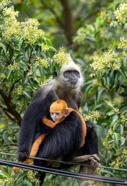 White-headed Langur National Nature Reserve