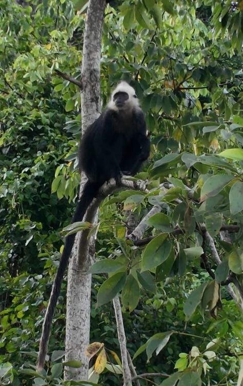 Chongzuo to White-headed Langur Reserve: Best Routes