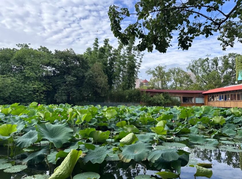 what to do in kunming
