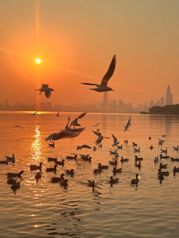 shenzhen autumn itinerary shenzhen autumn itinerary