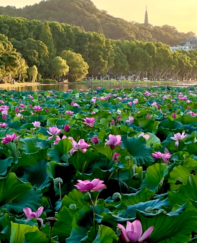 hangzhou spring travel tips