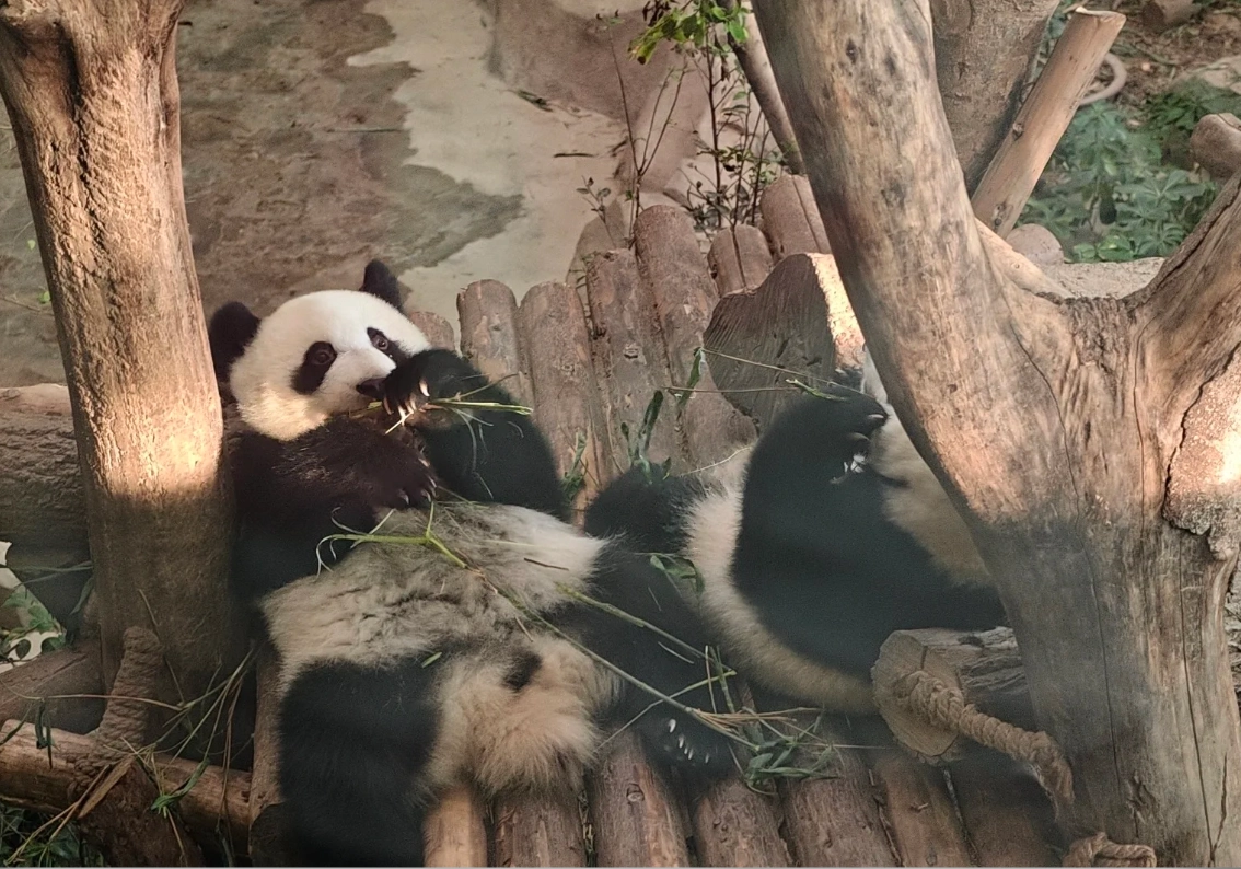 Chengdu itinerary
