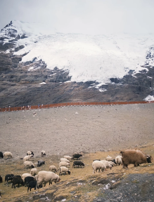 Lhasa altitude sickness