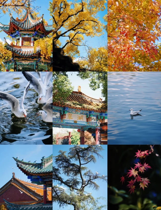Kunming winter travel Kunming winter travel