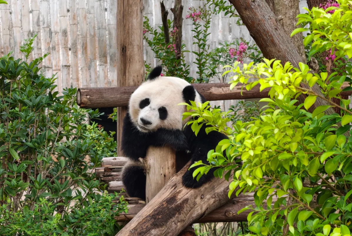 Giant Panda Base Chengdu