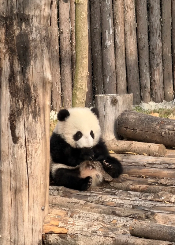 chengdu weekend itinerary chengdu weekend itinerary