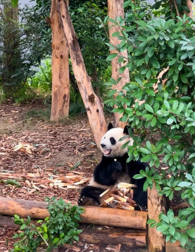 Chengdu itinerary Chengdu itinerary