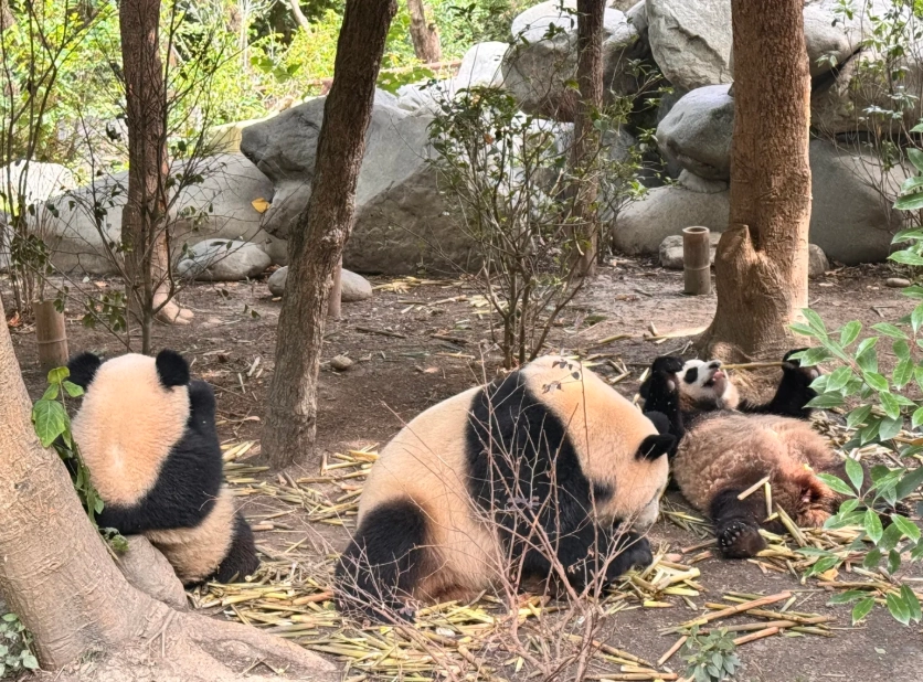 Chengdu attractions Chengdu attractions