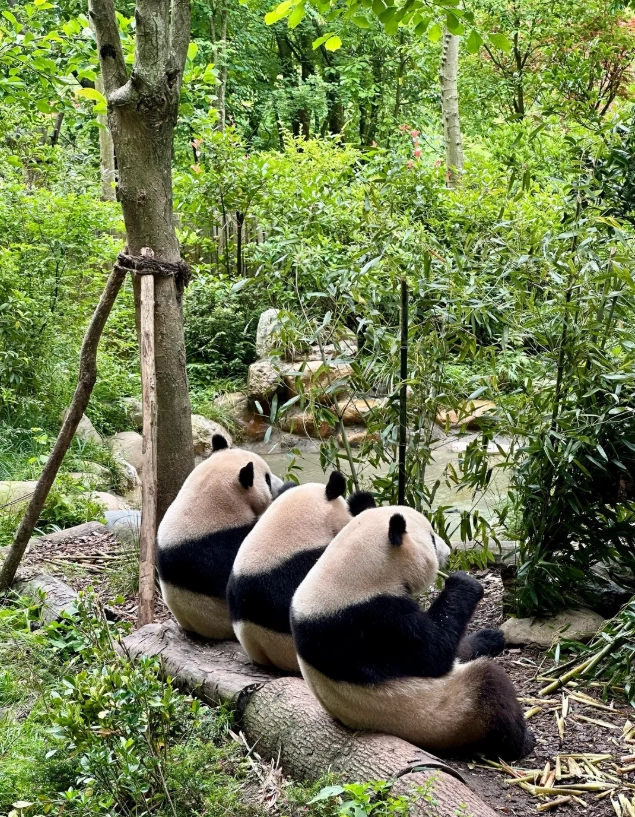 is chengdu worth visiting is chengdu worth visiting