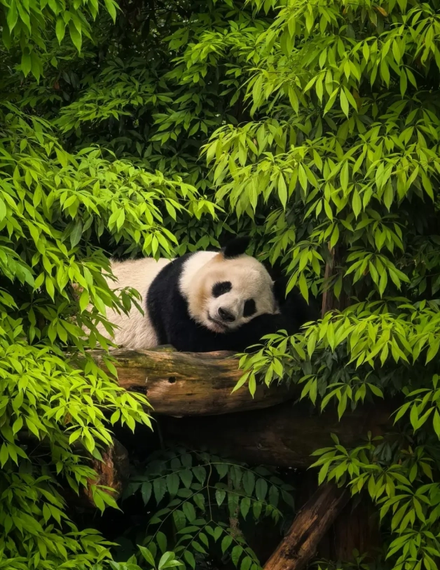 things to do in chengdu with kids