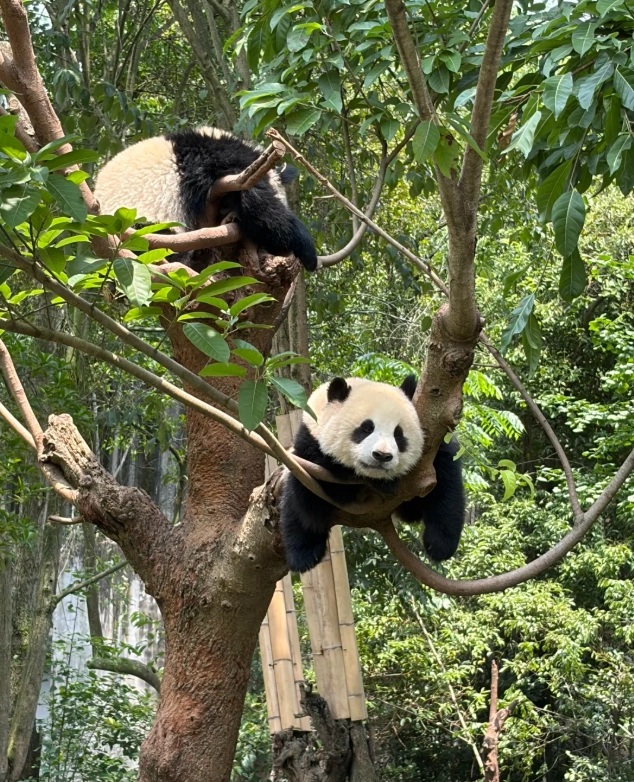 chengdu travel guide