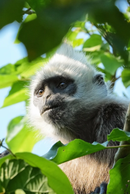 white-headed langur conservation